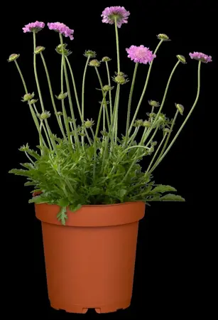 Scabiosa col. 'Pink Mist' - 2 Ltr pot - image 3