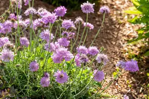 Scabiosa col. 'Pink Mist' - 2 Ltr pot - image 5