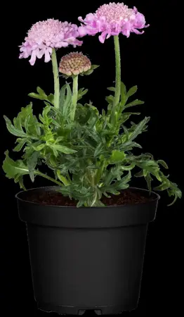 Scabiosa col. 'Pink Mist' - 2 Ltr pot - image 2