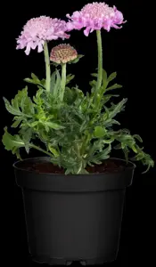 Scabiosa col. 'Pink Mist' - 2 Ltr pot - image 2