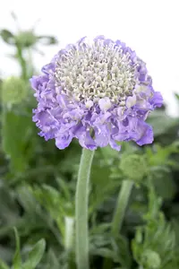 Scabiosa columbaria - P9 - image 1