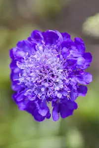 Scabiosa columbaria - P9 - image 2