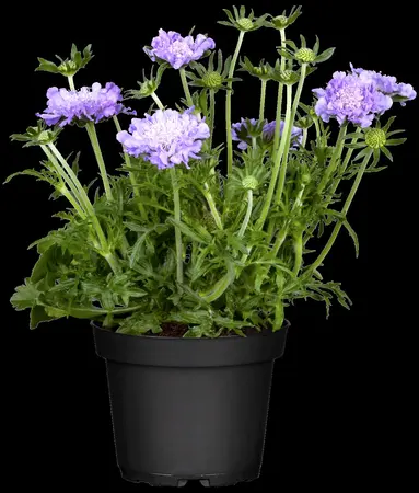 Scabiosa columbaria - P9 - image 3