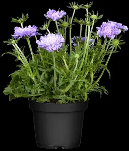 Scabiosa columbaria - P9 - image 3
