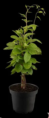 Schisandra chinensis - 150-175 CM C5 Caned
