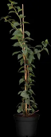 Schizophragma hyd. 'Moonlight' - 40-50 CM C2