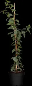 Schizophragma hyd. 'Moonlight'
