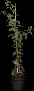Schizophragma hyd. 'Moonlight' - 150-175 CM C7.5