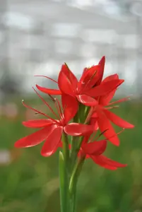 Schizostylis c. 'Major'
