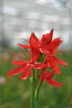 Schizostylis c. 'Major' - 17 cm aquatic basket - image 1