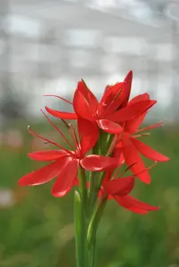 Schizostylis c. 'Major' - 17 cm aquatic basket - image 1