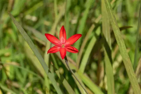 Schizostylis c. 'Major' - P9 - image 4