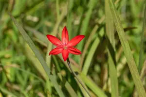 Schizostylis c. 'Major' - P9 - image 4