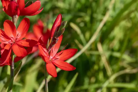 Schizostylis c. 'Major' - 17 cm aquatic basket - image 3
