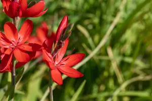 Schizostylis c. 'Major' - 17 cm aquatic basket - image 3