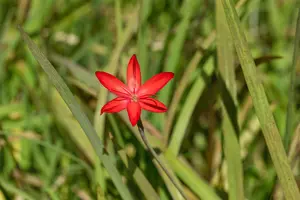 Schizostylis c. 'Major' - 17 cm aquatic basket - image 4