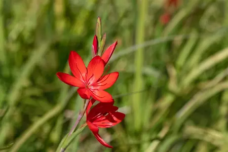 Schizostylis c. 'Major' - 17 cm aquatic basket - image 5