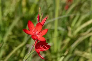 Schizostylis c. 'Major' - 17 cm aquatic basket - image 5