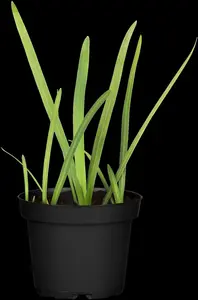 Schizostylis c. 'Major' - 17 cm aquatic basket - image 2