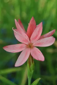 Schizostylis c. 'Mrs Hegarty' - P9