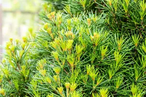 Sciadopitys vert. 'Picola'