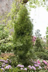 Sciadopitys verticillata - 25-30 CM C2.5 - image 3