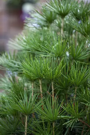 Sciadopitys verticillata - 70-80 CM C25 - image 5