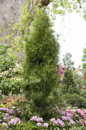 Sciadopitys verticillata - 50-60 CM C5 - image 3