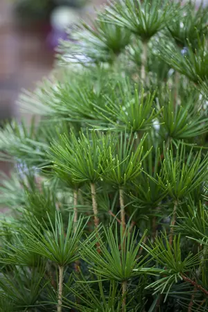Sciadopitys verticillata - 50-60 CM C5 - image 5