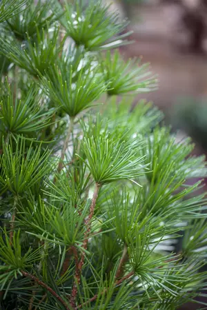 Sciadopitys verticillata - 60-80 CM C7.5 - image 4