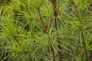 Sciadopitys verticillata - 50-60 CM C5 - image 4
