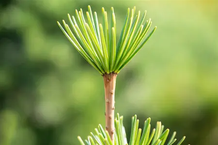 Sciadopitys verticillata - 60-80 CM C7.5 - image 5