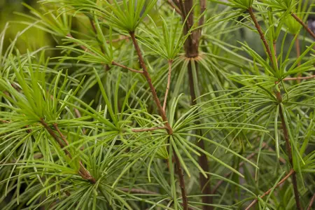 Sciadopitys verticillata - 60-80 CM C10 - image 2