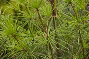 Sciadopitys verticillata - 30-40 CM C3 WHIP - image 2