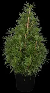 Sciadopitys verticillata - 70-80 CM C25 - image 2