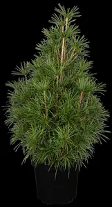 Sciadopitys verticillata - 50-60 CM C5 - image 2