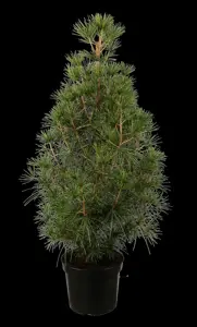 Sciadopitys verticillata