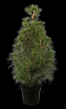 Sciadopitys verticillata - 70-80 CM C25 - image 1