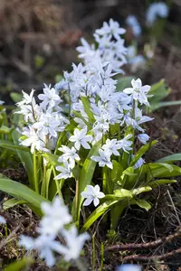 Scilla Mischtschenkoana - flower bulb 8/10 - image 3