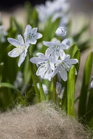 Scilla Mischtschenkoana - flower bulb 8/10 - image 2
