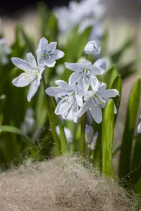 Scilla Mischtschenkoana - flower bulb 8/10 - image 2