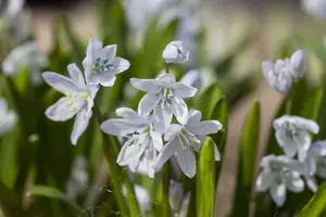 Scilla Mischtschenkoana - flower bulb 8/10 - image 3