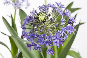 Scilla peruviana - flower bulb 20/22