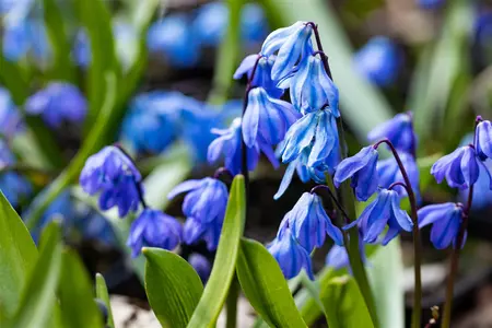 Scilla 'Spring Beauty' - flower bulb 8/10