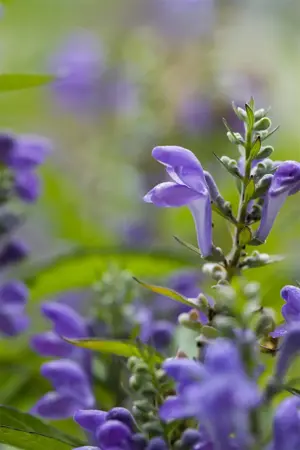 Scutellaria incana - 1.5 Ltr pot - image 2