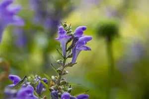 Scutellaria incana
