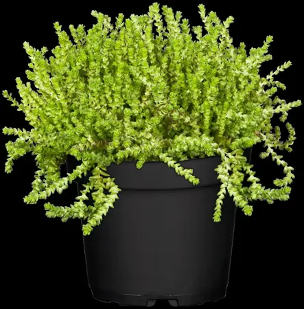 Sedum acre - 1.5 Ltr pot - image 2