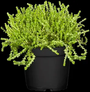 Sedum acre - 1.5 Ltr pot - image 2