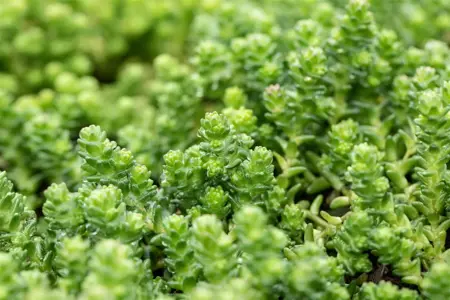 Sedum acre - 1.5 Ltr pot - image 3