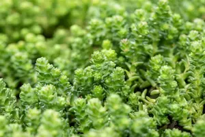 Sedum acre - 1.5 Ltr pot - image 3